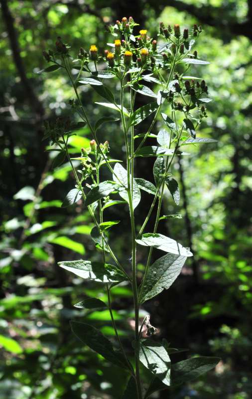 Pentanema conyzae (=Inula conyzae) / Enula baccherina